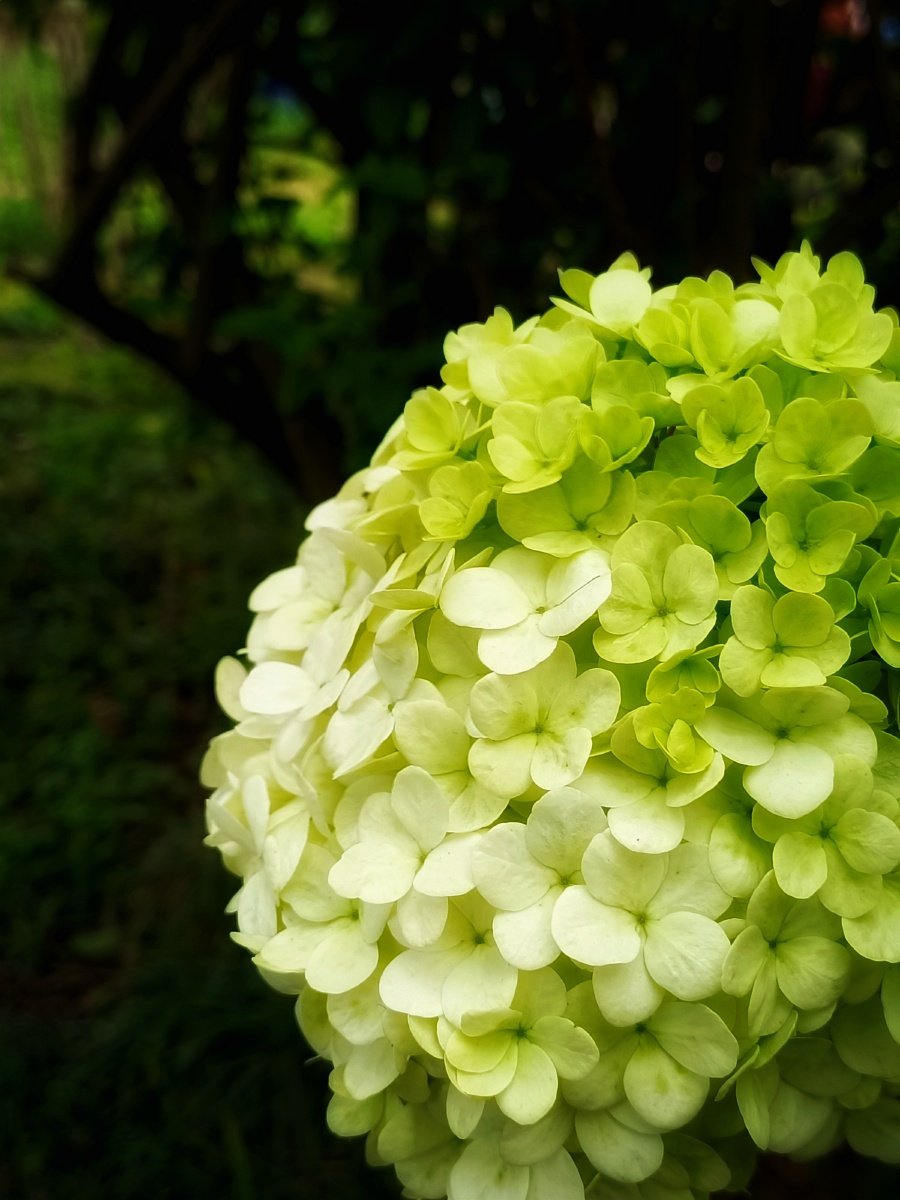 八仙绣球花之语充满希望