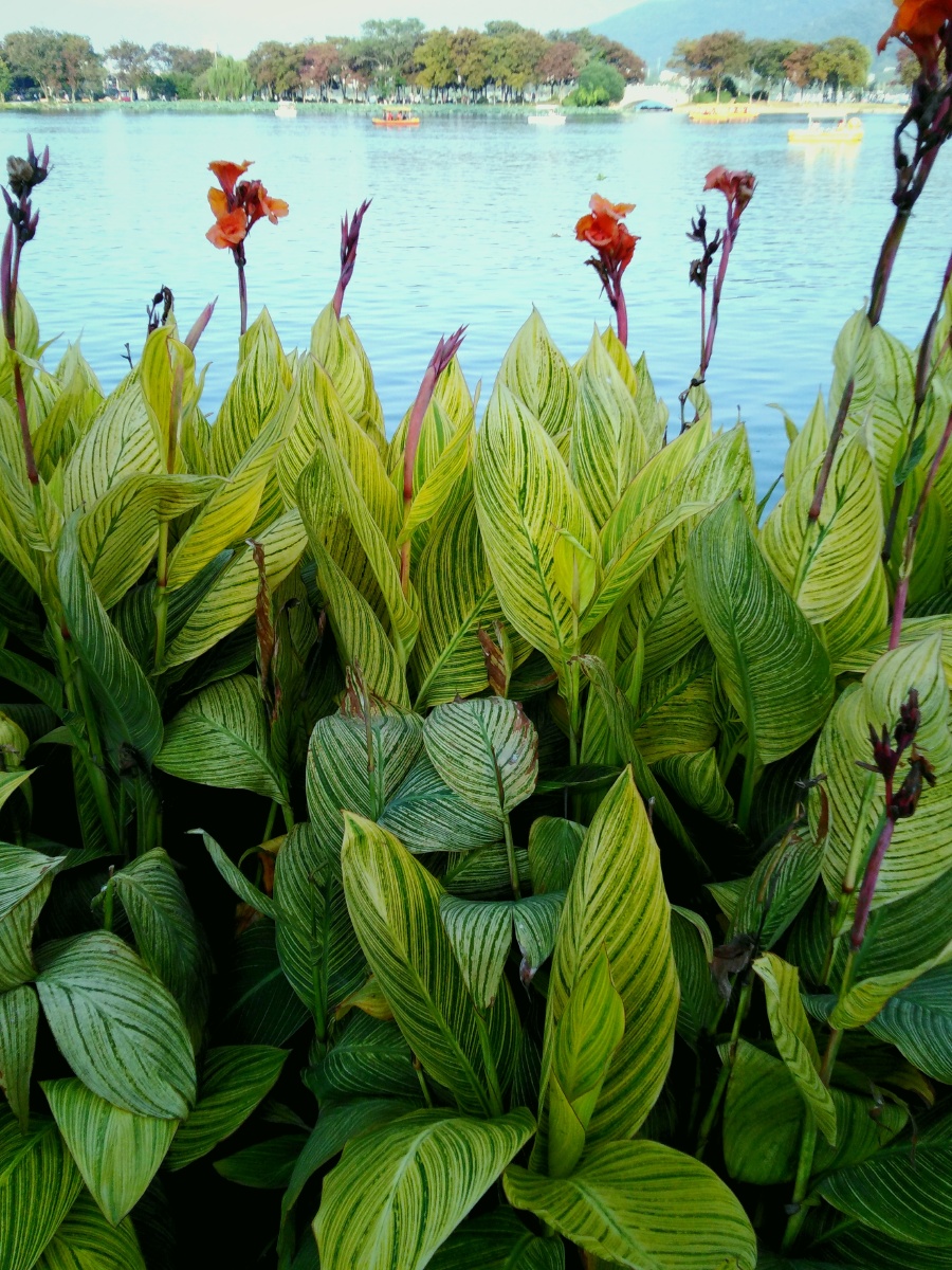 南京玄武湖公园的美人蕉