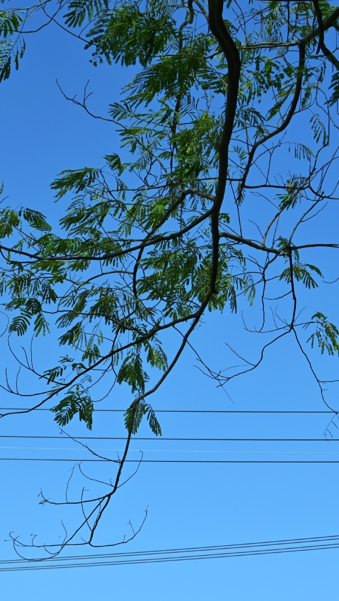 枝枝蔓蔓(合欢树) - 弦舞_photo - 图虫