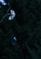 C1769C60-75D3-40BE-B2AC-717B41E33EE4/L0/001