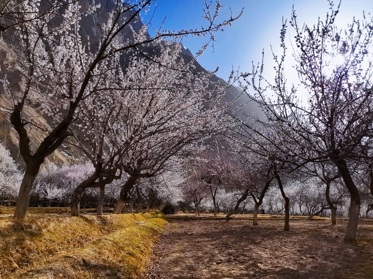 边境上的世外桃源南疆杏花村大同乡