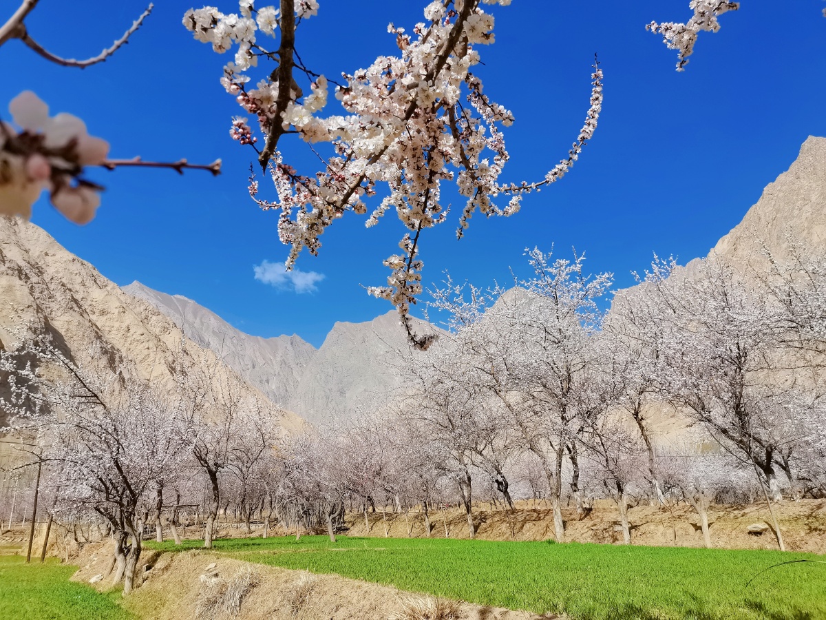 边境上的世外桃源南疆杏花村大同乡