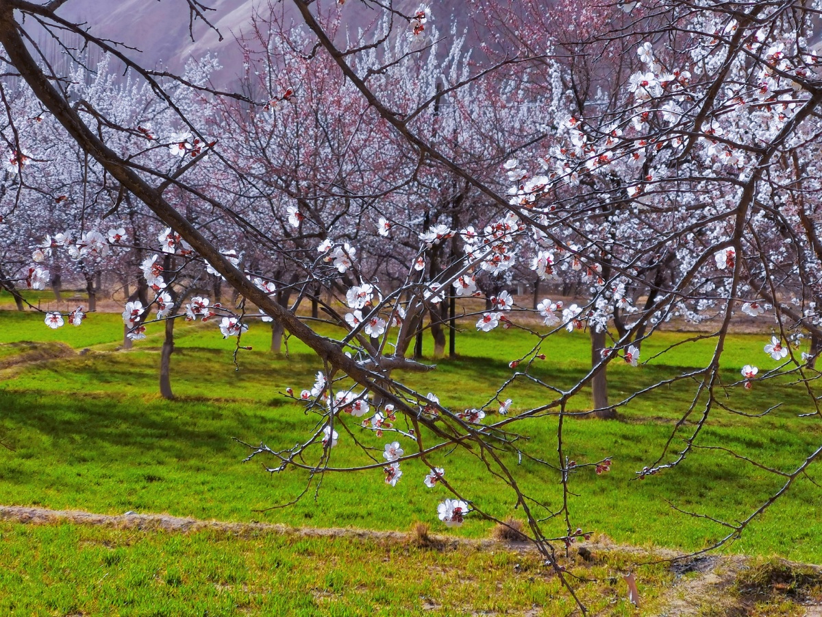 边境上的世外桃源南疆杏花村大同乡