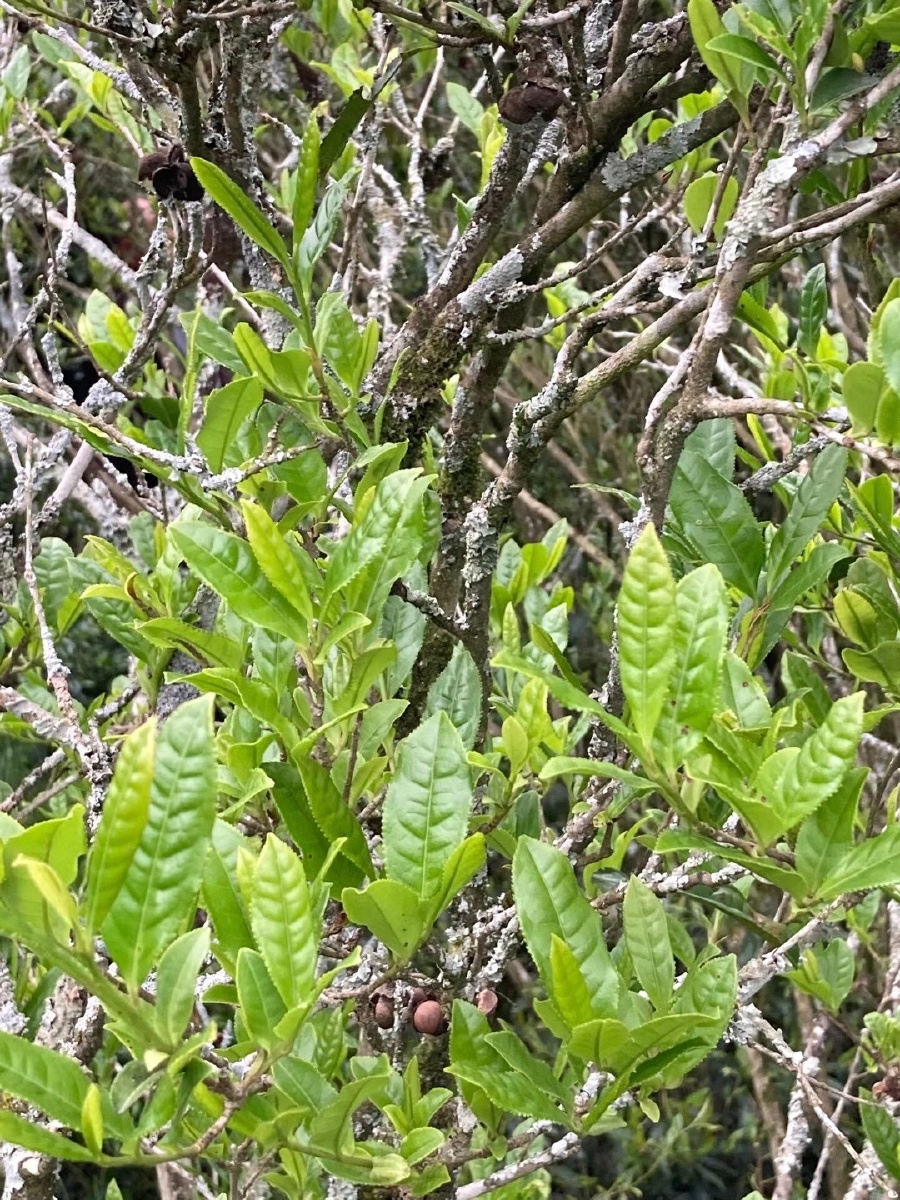 老枞茶树
