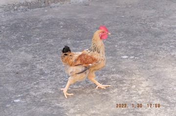 67971