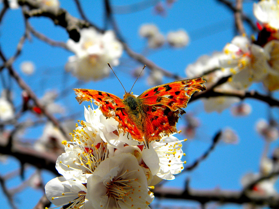 残损的翅膀 br /> 残损的翅膀在诉说着劫后余生的故事.