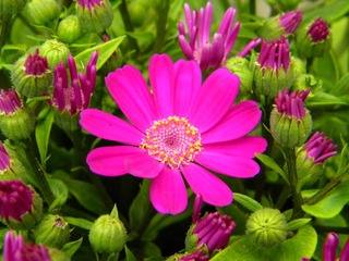 瓜叶菊