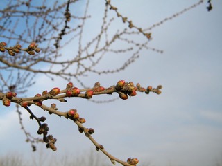 一枝红杏