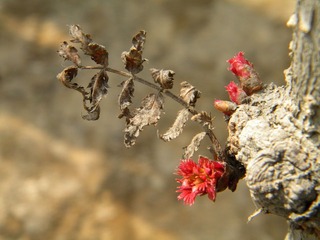 春芽
