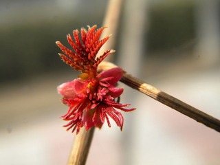 春芽