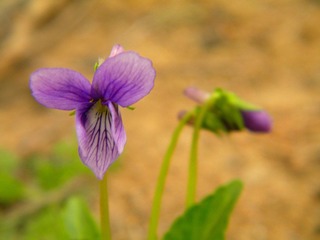 山花