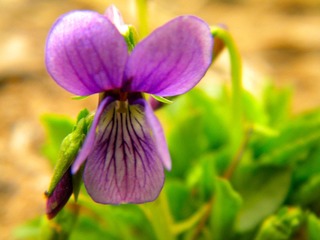山花
