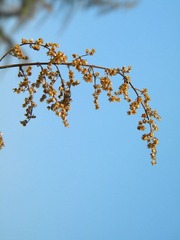 蒿
