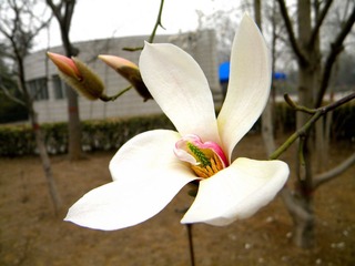玉兰