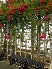 花荫
