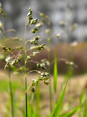 小草