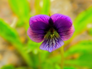 山花
