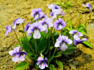 蓝色小花