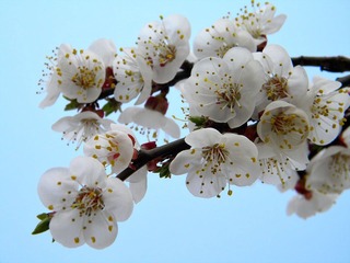 杏花