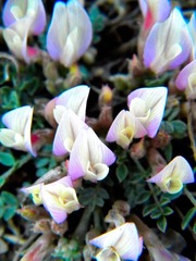 无名的山花