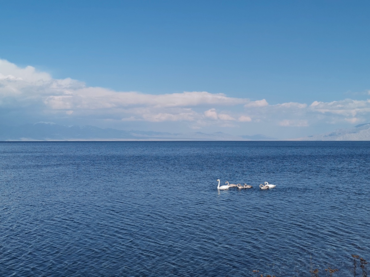 草坪,湖,雪山,蓝天平原,栈道河,天空,水中小洲,澄澈大雪中,山间流动不