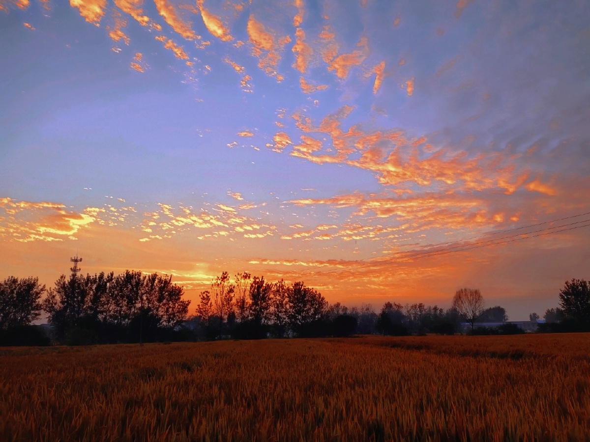 傍晚夕阳映照着田野村庄里传来鸡鸣狗吠和孩子们的欢笑声牛羊伴着晚归