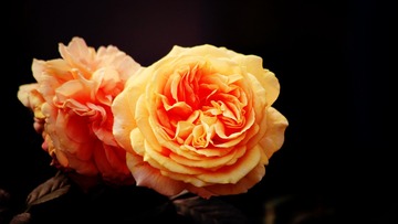C0C7009B-0318-4BBE-8EB0-85F03C7AC482/L0/001