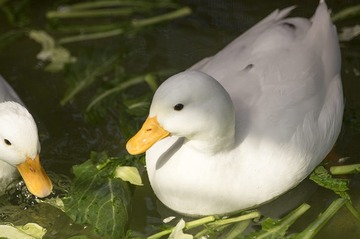 872636