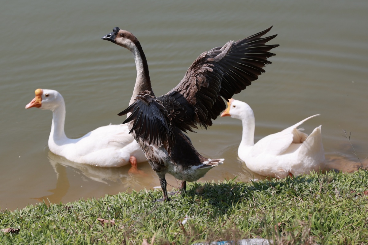 大鹅- jack_he - 图虫