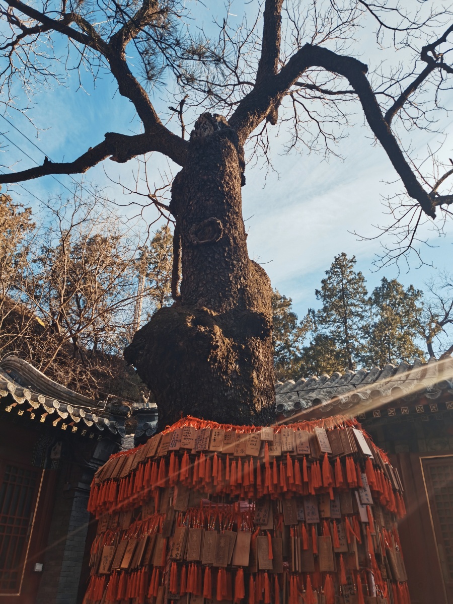 潭柘寺古树