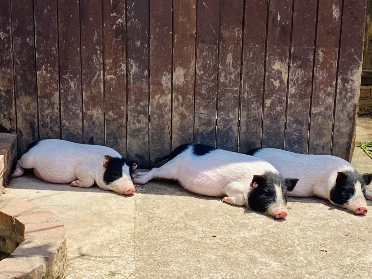 极具喜感的一群小动物