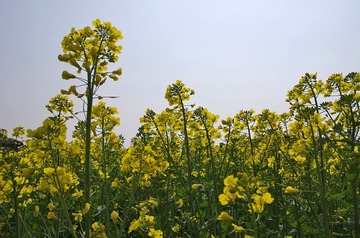 680516