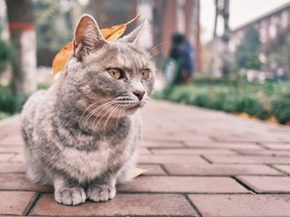 67172