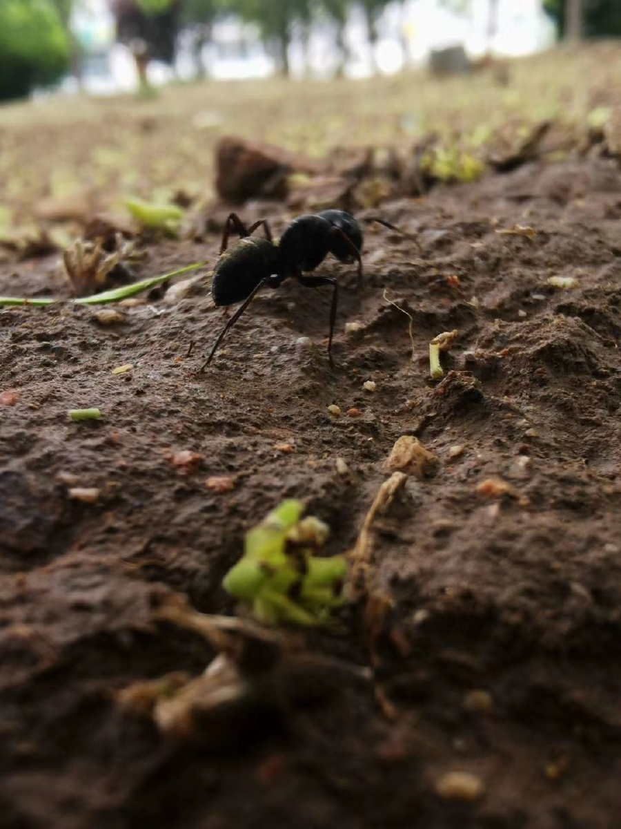 看蚂蚁搬家,听风的低吟,闻泥土的气息,这些都是很没用的事,但正是这些