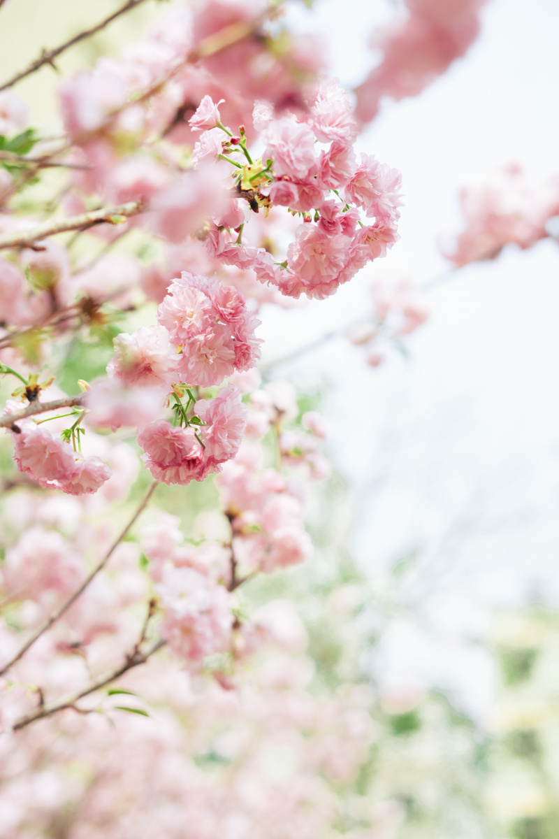 春天里的樱花
