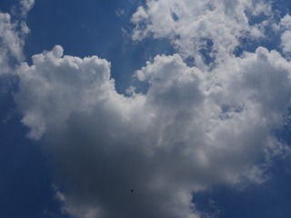 1000135033
