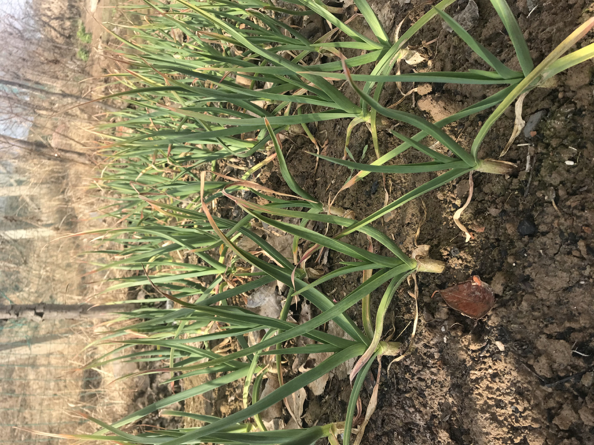 春暖大地 北方的蒜苗也开始茁壮生长