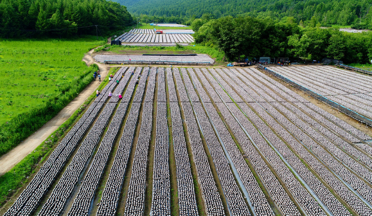 《黑龙江地栽木耳》拍自黑龙江省东京城林业局苇芦河林场.