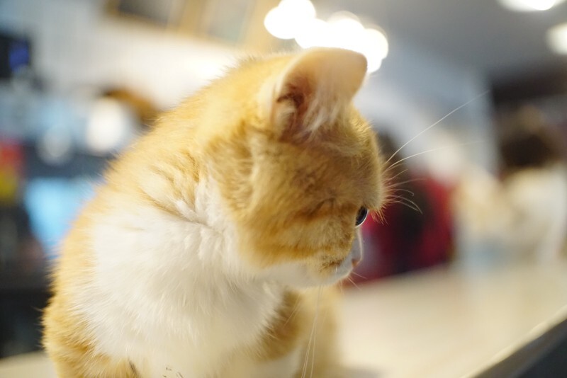 小橘猫小奶猫照片