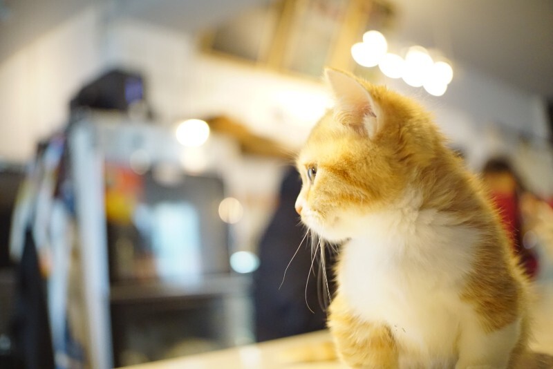 小菊猫侧面特写照片，猫咖小猫照片
