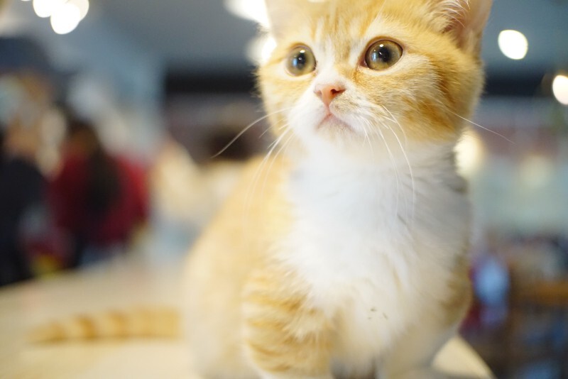 小橘猫幼崽特效照片