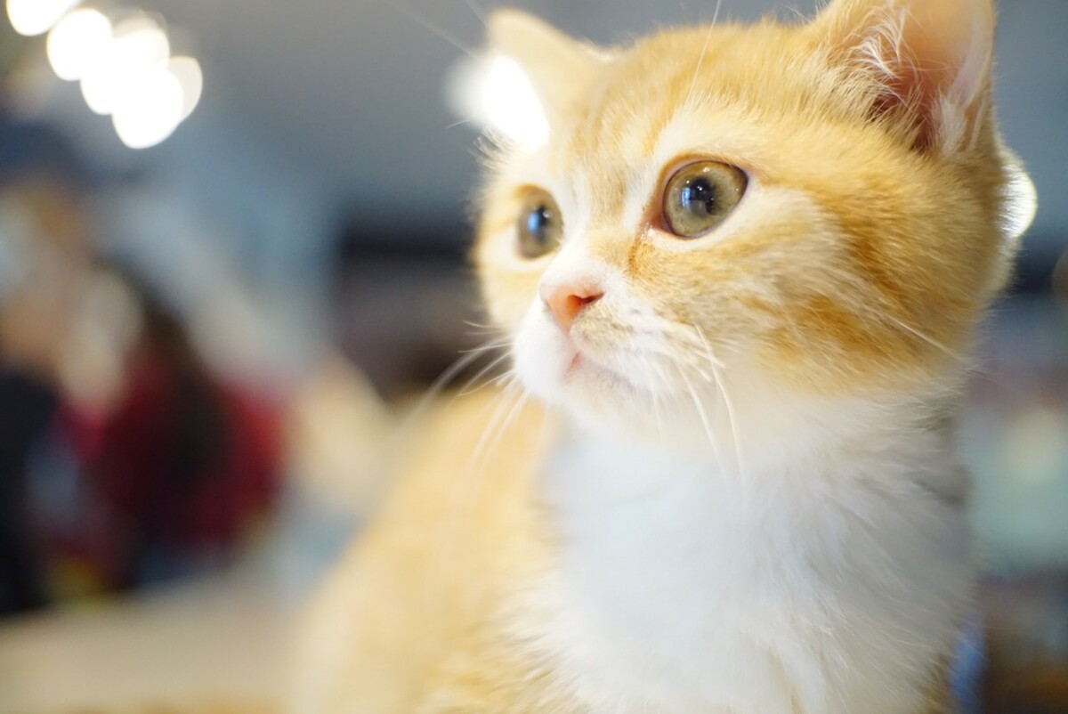 小奶猫小橘猫侧面特效照片