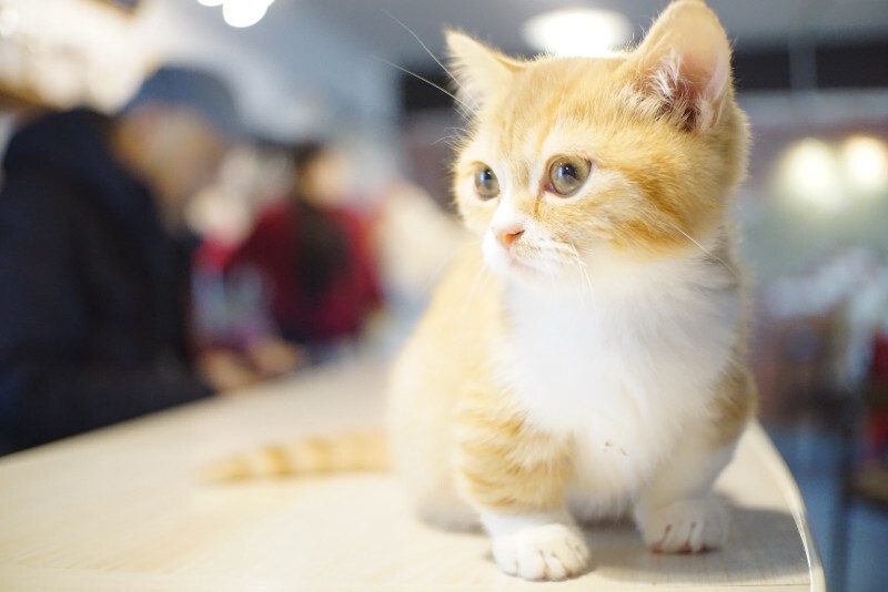小橘猫特效照