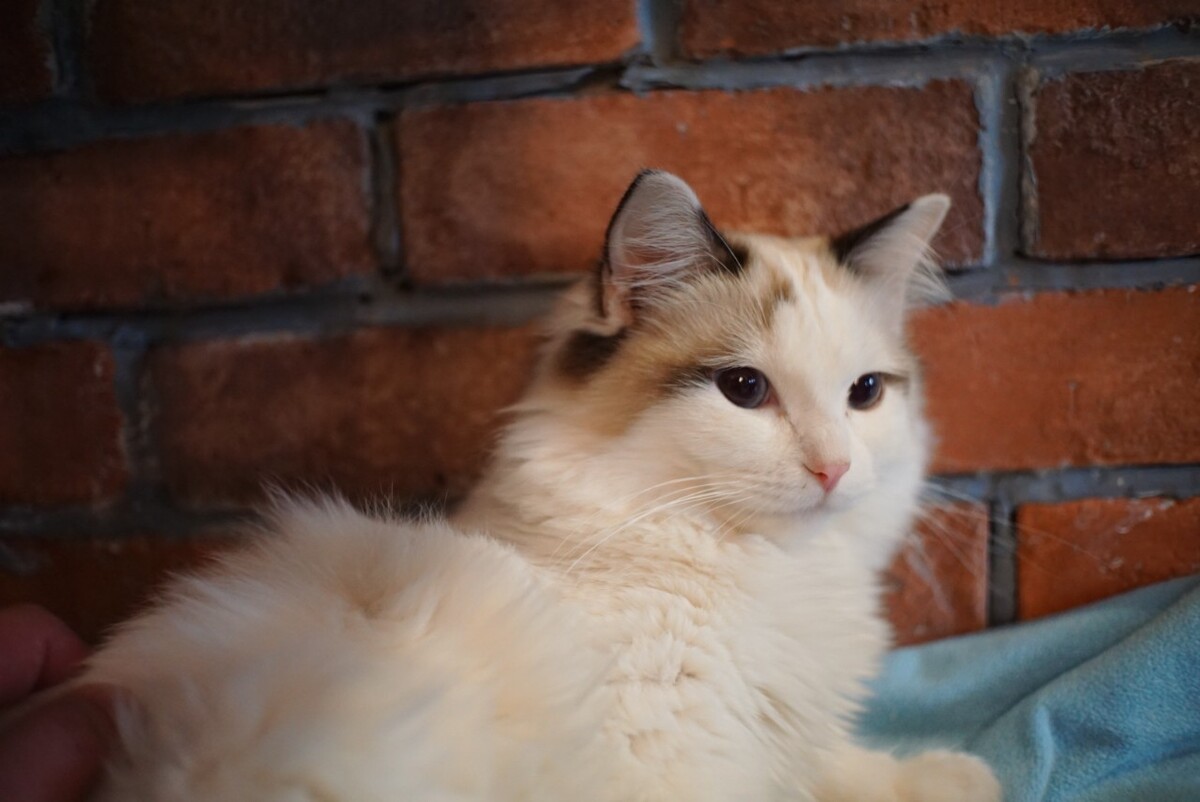 布偶猫照片