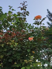 1000207684