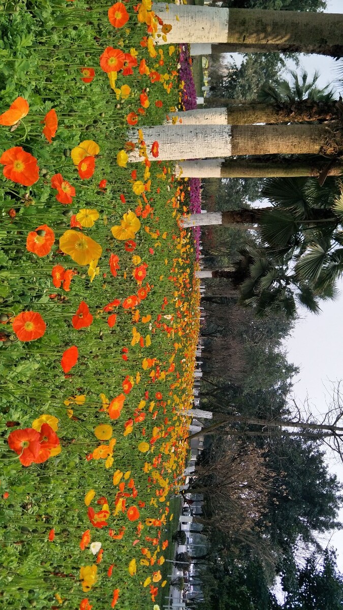 春天来，百花开