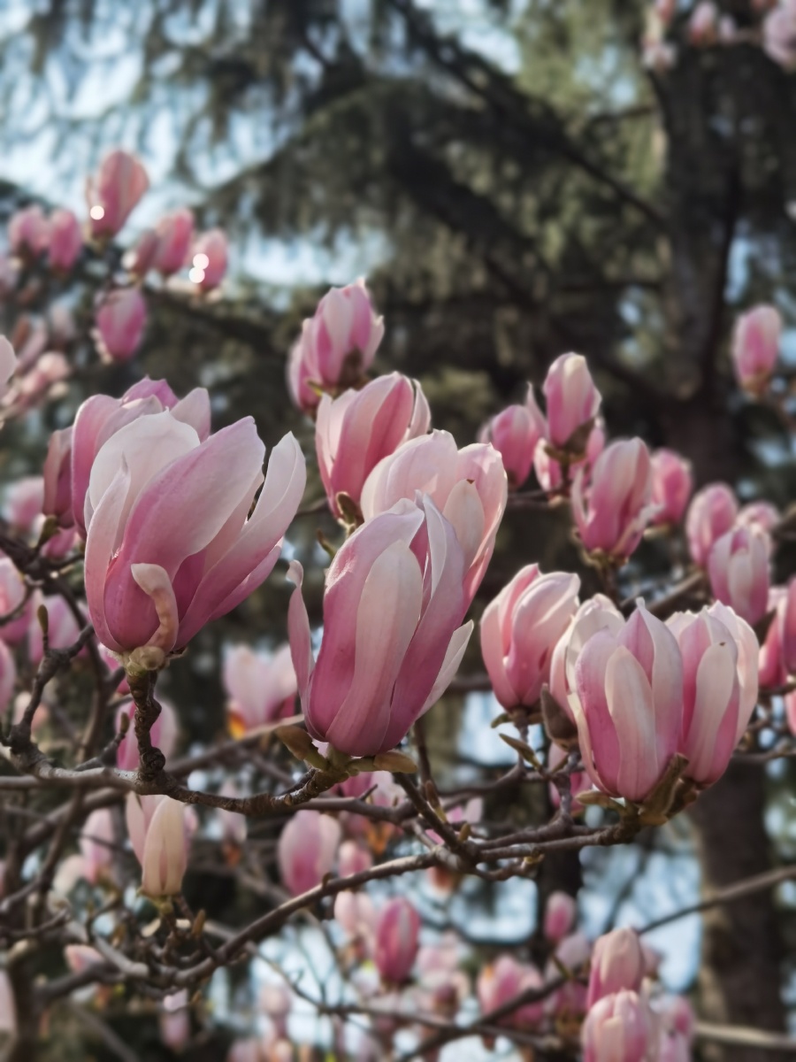 上海市花白玉兰