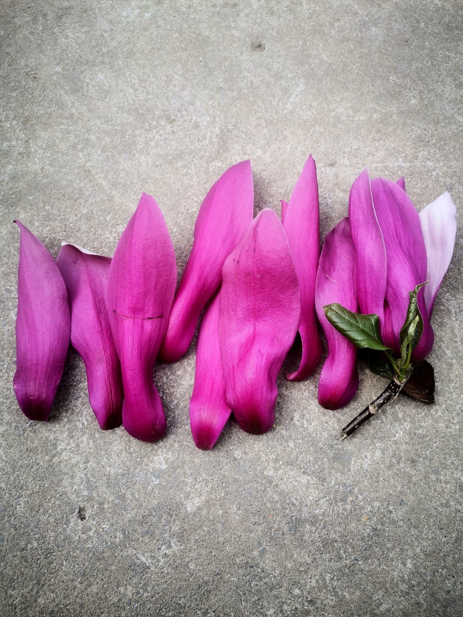 创意花瓣.木棉花. - 灵魂图片馆 - 图虫