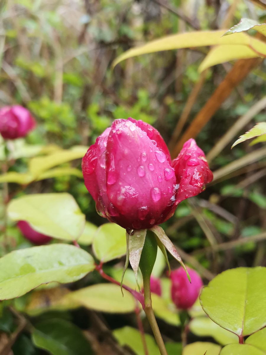 野生玫瑰花,让你一次看个够. - 灵魂图片馆 - 图虫