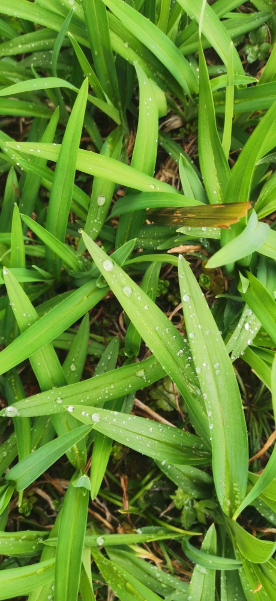 葱绿耀眼. - 灵魂图片馆 - 图虫